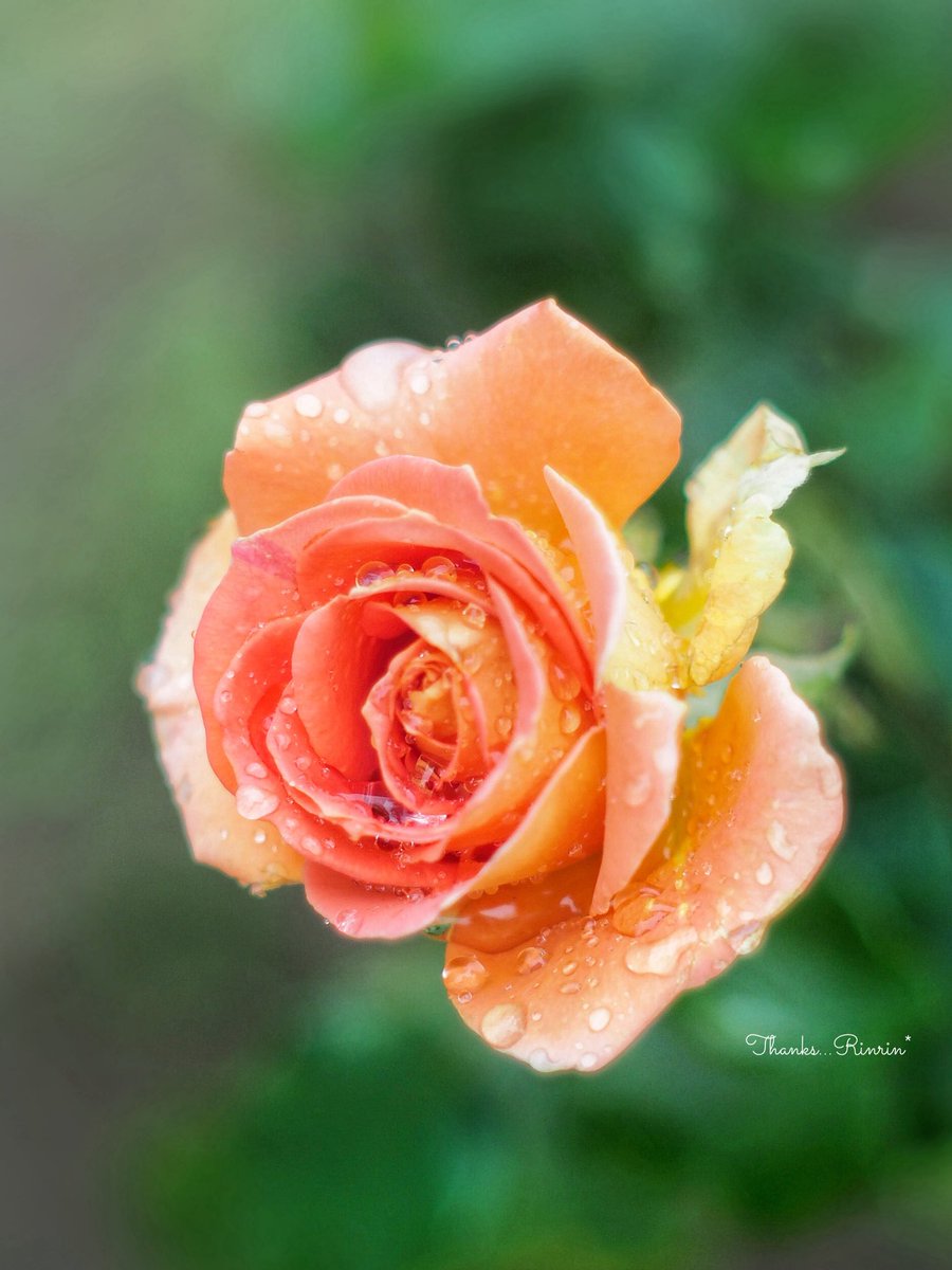 ࣪𓏲ּ 🧡 ₊ ⊹ ˑ ִֶ 𓂃 ᵍᵒᵒᵈ ᵐᵒʳᐢⁱᐢᵍ ⏦ﾟ♡︎ #そっと胸に