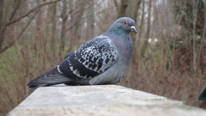 a_london_pigeon's tweet image. 📷  Rose Stephens 🕷️🐝❄️🐿️🦇🐻🍄🦊@RoseNWF  
 I had a little friend visit when I was on a bridge today #Mile_End_Park #London  #January2019