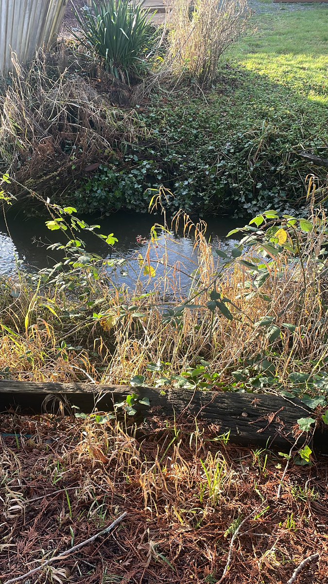Edsdoing's tweet image. I was looking at this picture thinking wouldn't it be cool to see an otter in the creek behind our house. Suddenly I saw a small wake on the other side of the creek and a small head popped up and looks back at me!