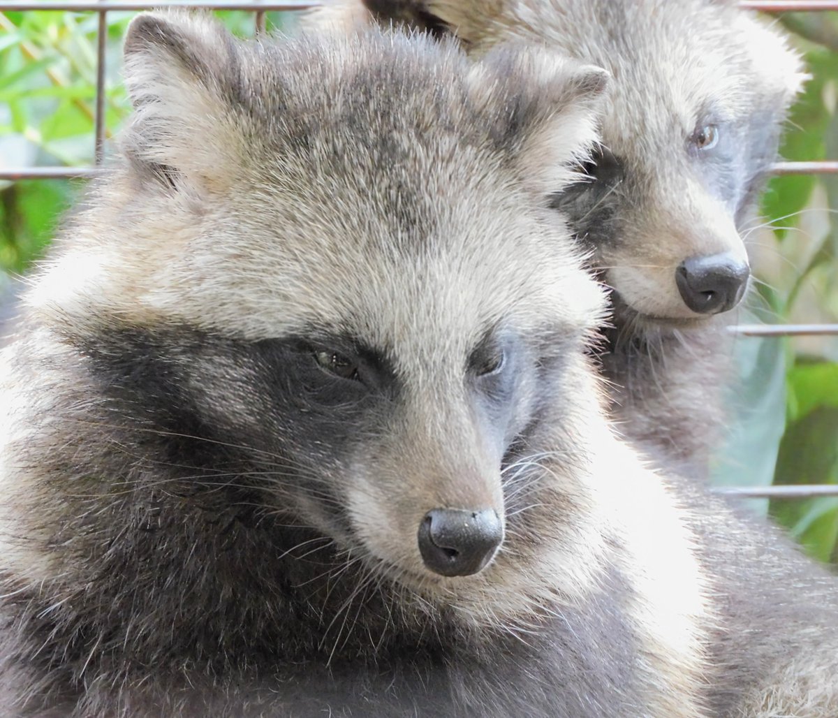 たぬきページ グリーンベルト図鑑 vol.25 「タヌキ」 | EcoReco earth