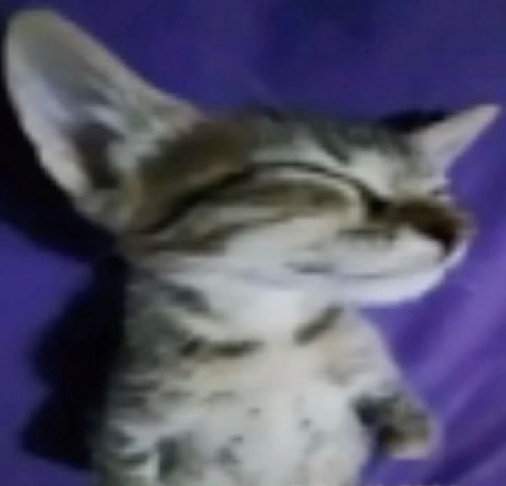 yo cuando llego a casa y apenas rozo mi cama