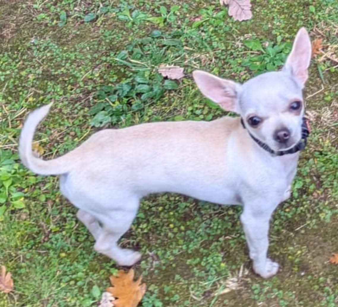 areagossosbdn's tweet photo. 🆘🆘¡¡ATENCIÓN!!🆘🆘
PRUNA chihuahua perdida hoy en #Castellarnau #Sabadell
#Barcelona.
Fue vista esta tarde en el Parc de Les Morisques #SantQirzedelVallés
Lleva collar negro es muy asustadiza.
Si la veis contactar
📞 693 214 229
Máxima difusión
📣📣📣
#XarxaBarcelonaPerduts https://t.co/YI5XSrZsQ2