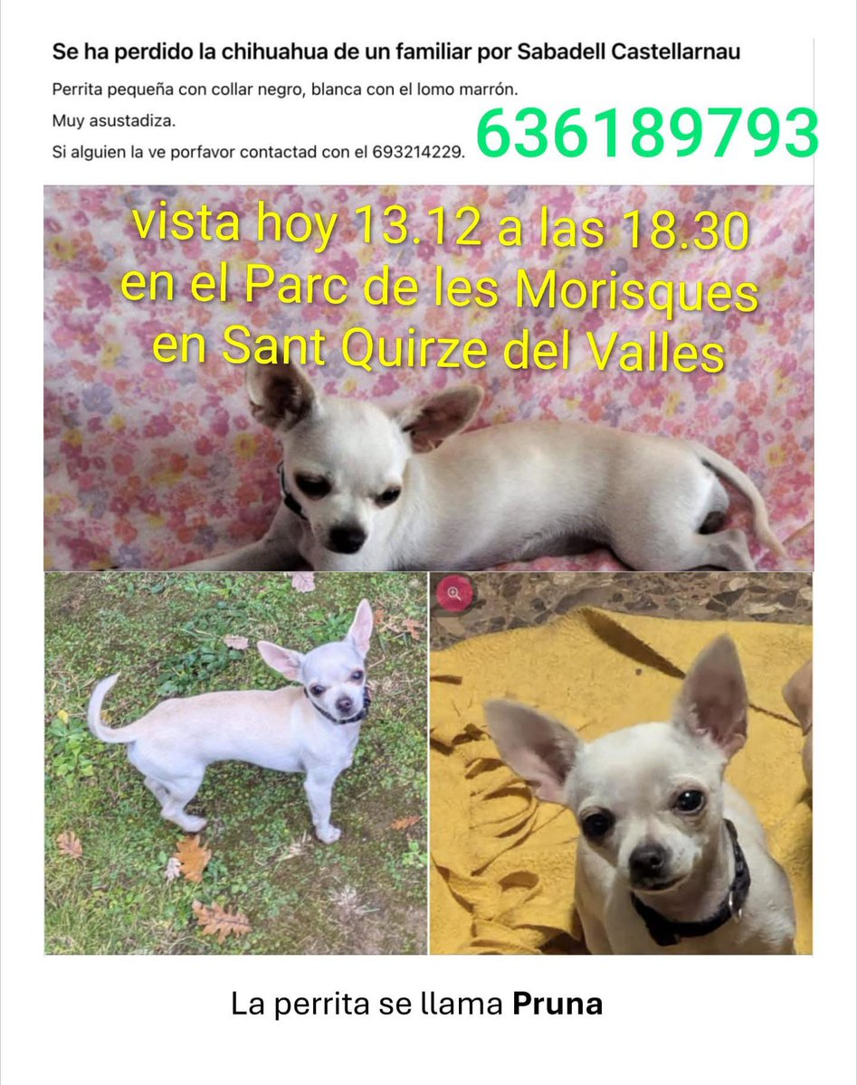 areagossosbdn's tweet photo. 🆘🆘¡¡ATENCIÓN!!🆘🆘
PRUNA chihuahua perdida hoy en #Castellarnau #Sabadell
#Barcelona.
Fue vista esta tarde en el Parc de Les Morisques #SantQirzedelVallés
Lleva collar negro es muy asustadiza.
Si la veis contactar
📞 693 214 229
Máxima difusión
📣📣📣
#XarxaBarcelonaPerduts https://t.co/YI5XSrZsQ2