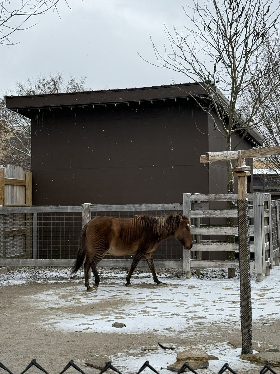 A zorse. Because why not?