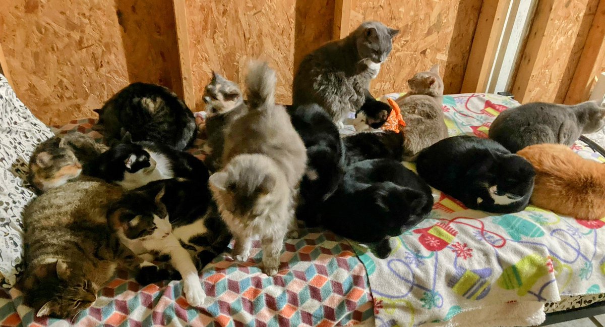 😸 15 on the bed last night. I went back inside and slept upstairs. The guys in the apartment are hogging the electric blanket. 😹 it’s not terribly cold in the bedroom. It is very drafty there though. One of these days when I get some money, I’ll put some insulation up.🤞