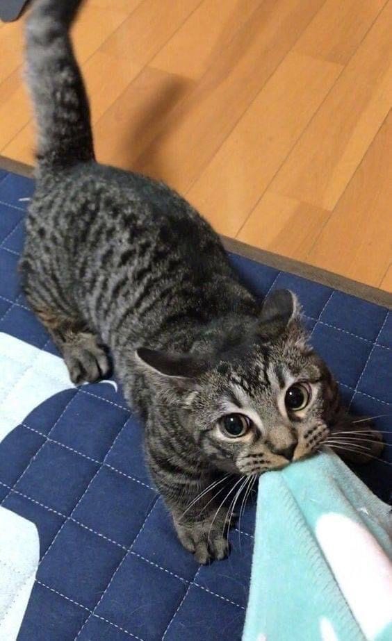 CuteCatsMagic's tweet photo. https://t.co/ukzS4mOTSs