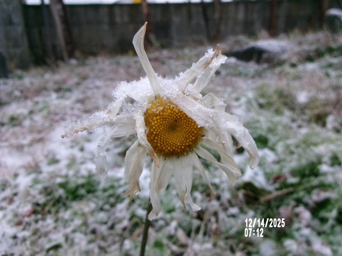 12/14日（日）。今朝、明るくなって少しは元気印の花たち〜💨🌸➰😁。2