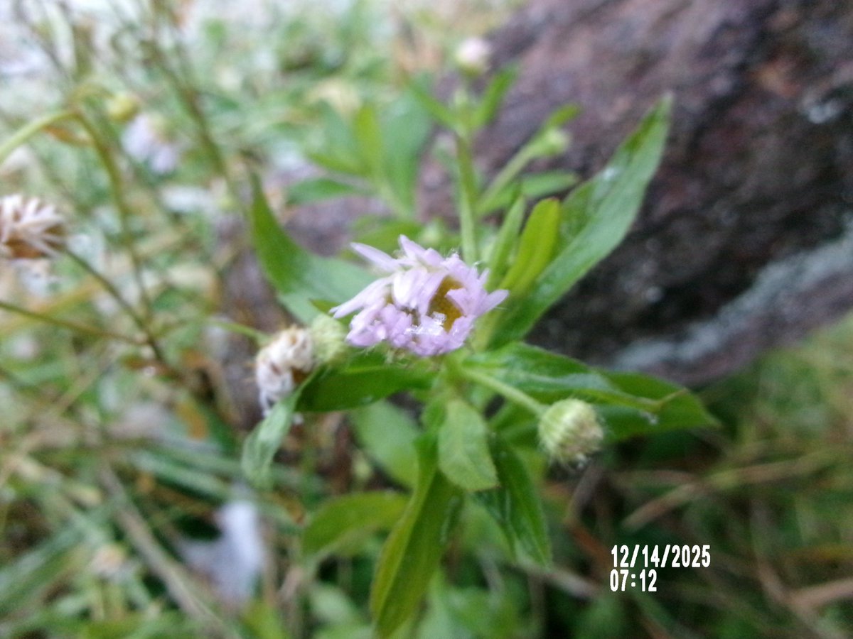 12/14日（日）。今朝、明るくなって少しは元気印の花たち〜💨🌸➰😁。2