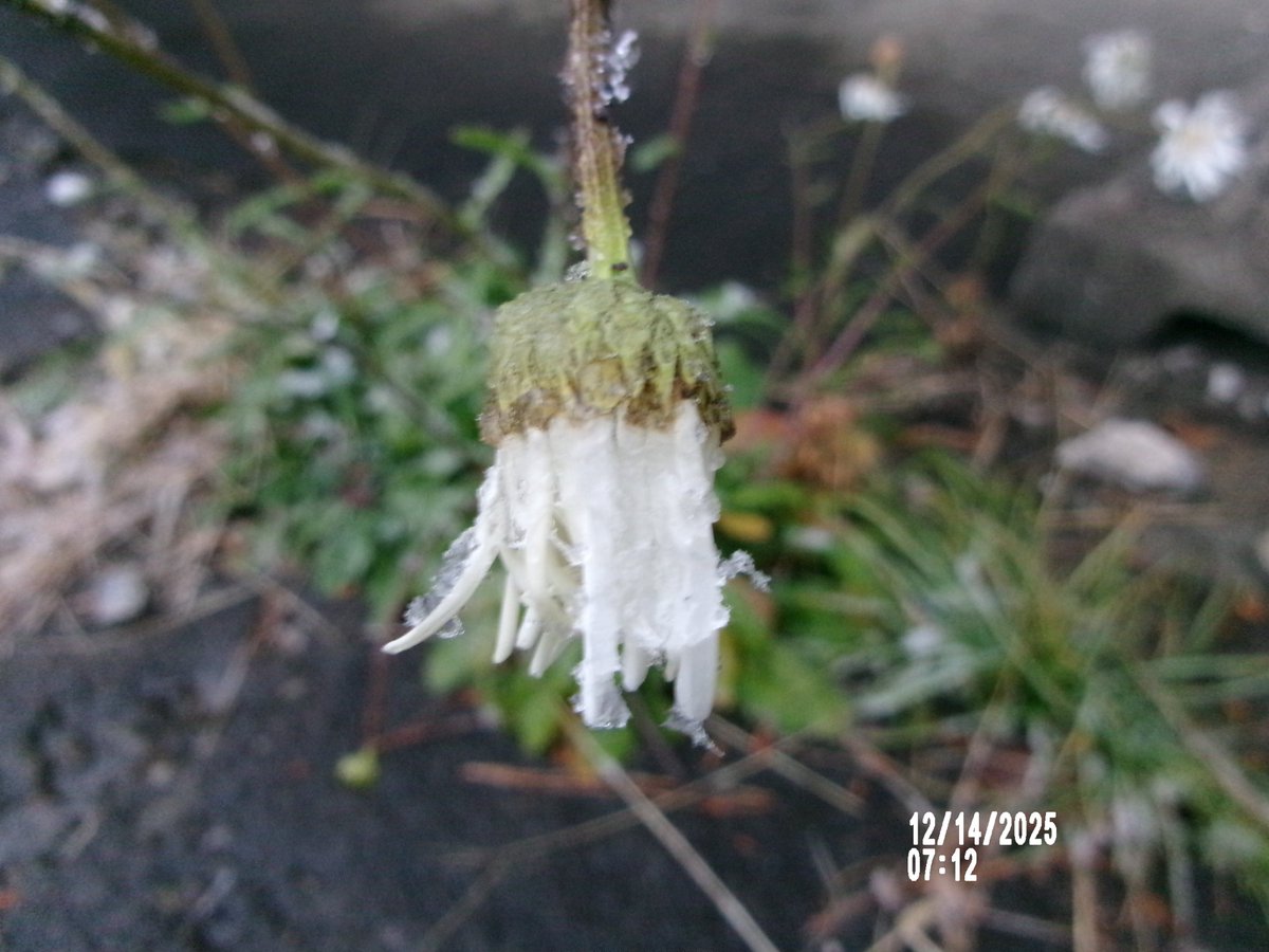 12/14日（日）。今朝、明るくなって少しは元気印の花たち〜💨🌸➰😁。2