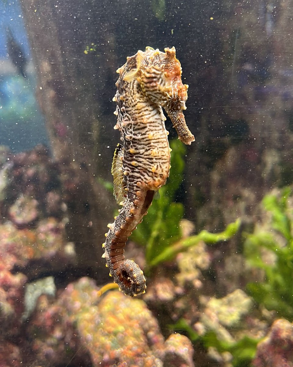 Happy National Day of the Seahorse!