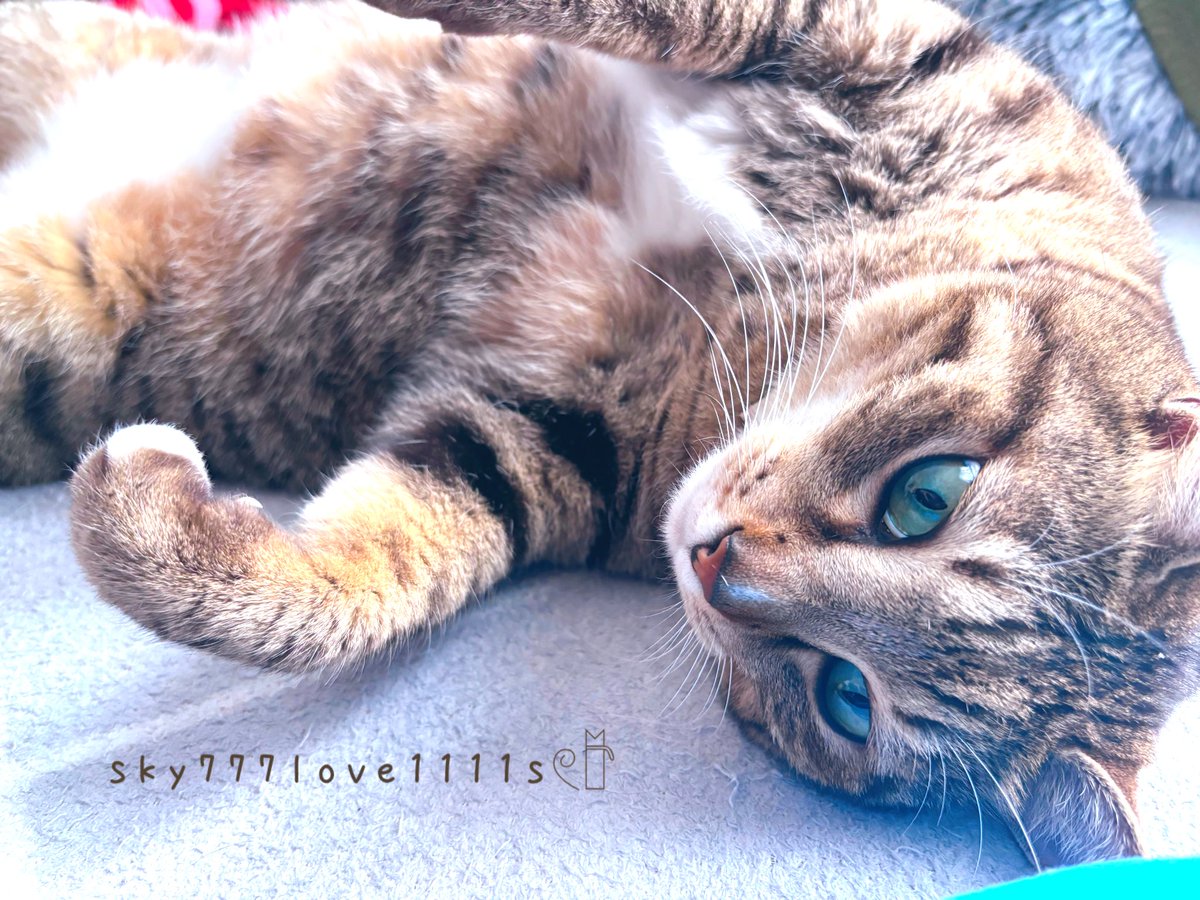 うちの愛猫🐈今日も可愛い🫶 🐾