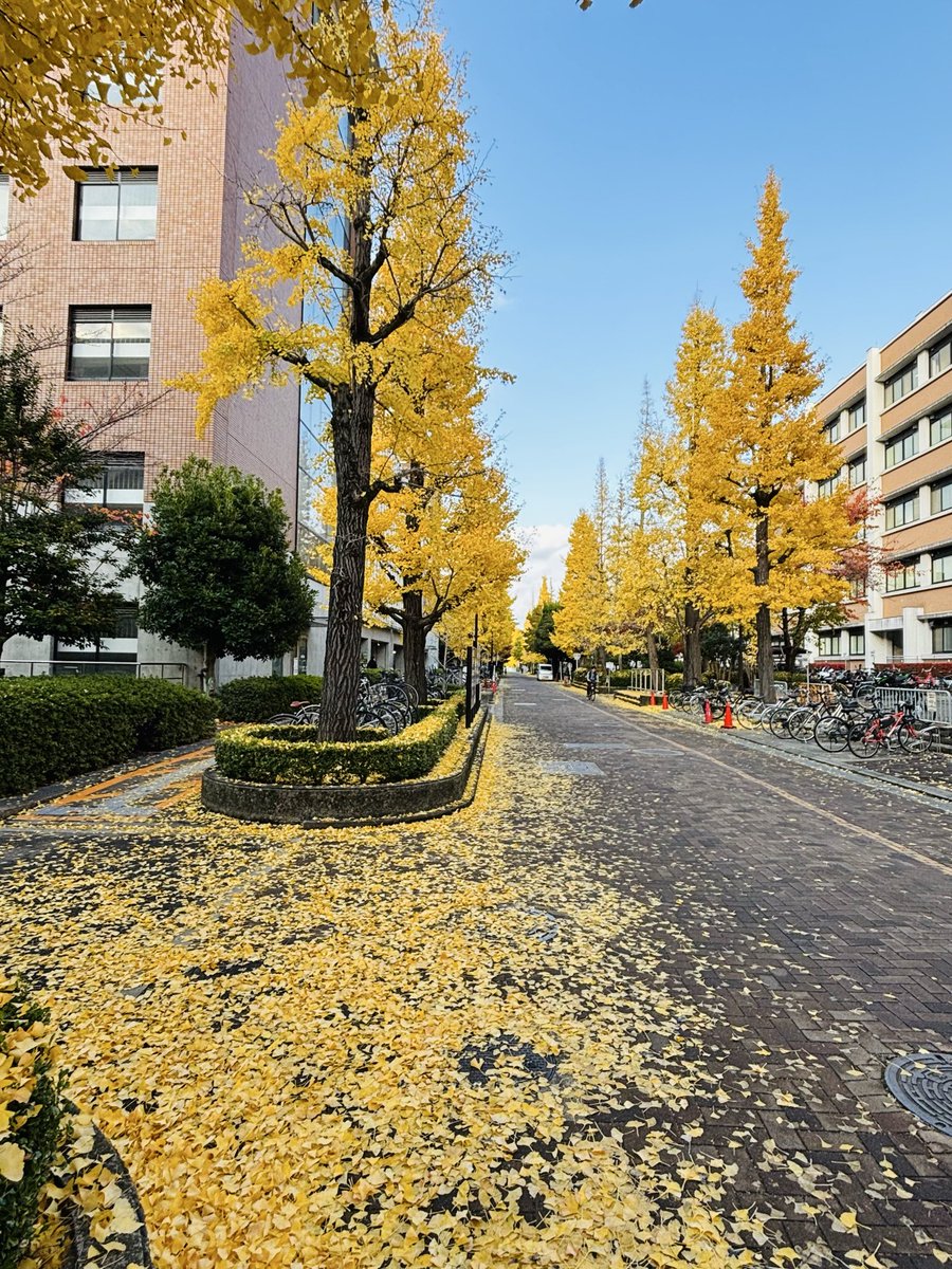 startotanka's tweet photo. 音たてて銀杏踏みゆくわくらばの湯川が歩きし並木の道を

#短歌写真部　テーマ「道」
京都大学理学部のある北部構内を歩きました。 https://t.co/ghAjbJWQ3A