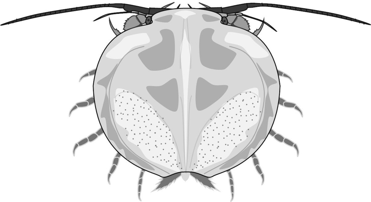 「石炭紀紀行（鱗木SF・改） / 地を這う円盤」投稿しました！ ncode.syosetu.com/n3095kz/208/ #narou #narouN3095KZ 
キクルス類のエピソード回です。
次回はキクルス類解説回の予定。
「大絶滅展」にも極めて保存の良いアメリクルスが展示されています。
この仲間は地名＋クルスが慣習的ネーミングです。