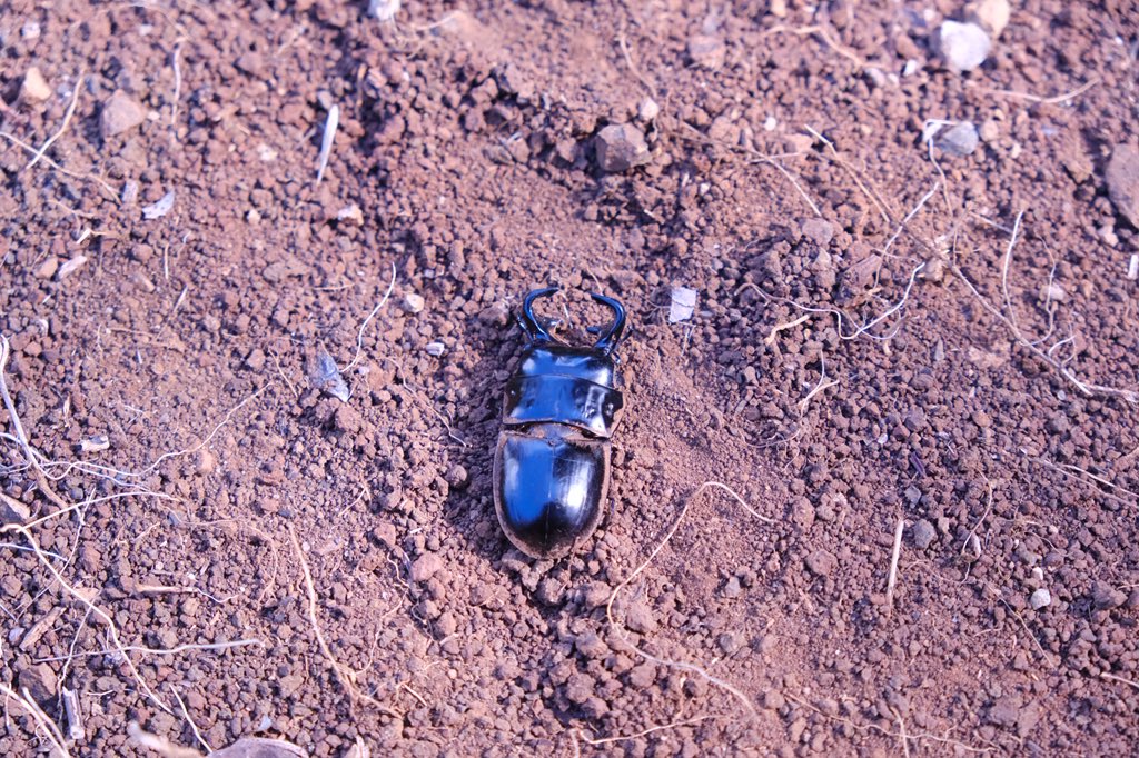 伊豆田 (@izutain) on Twitter photo 