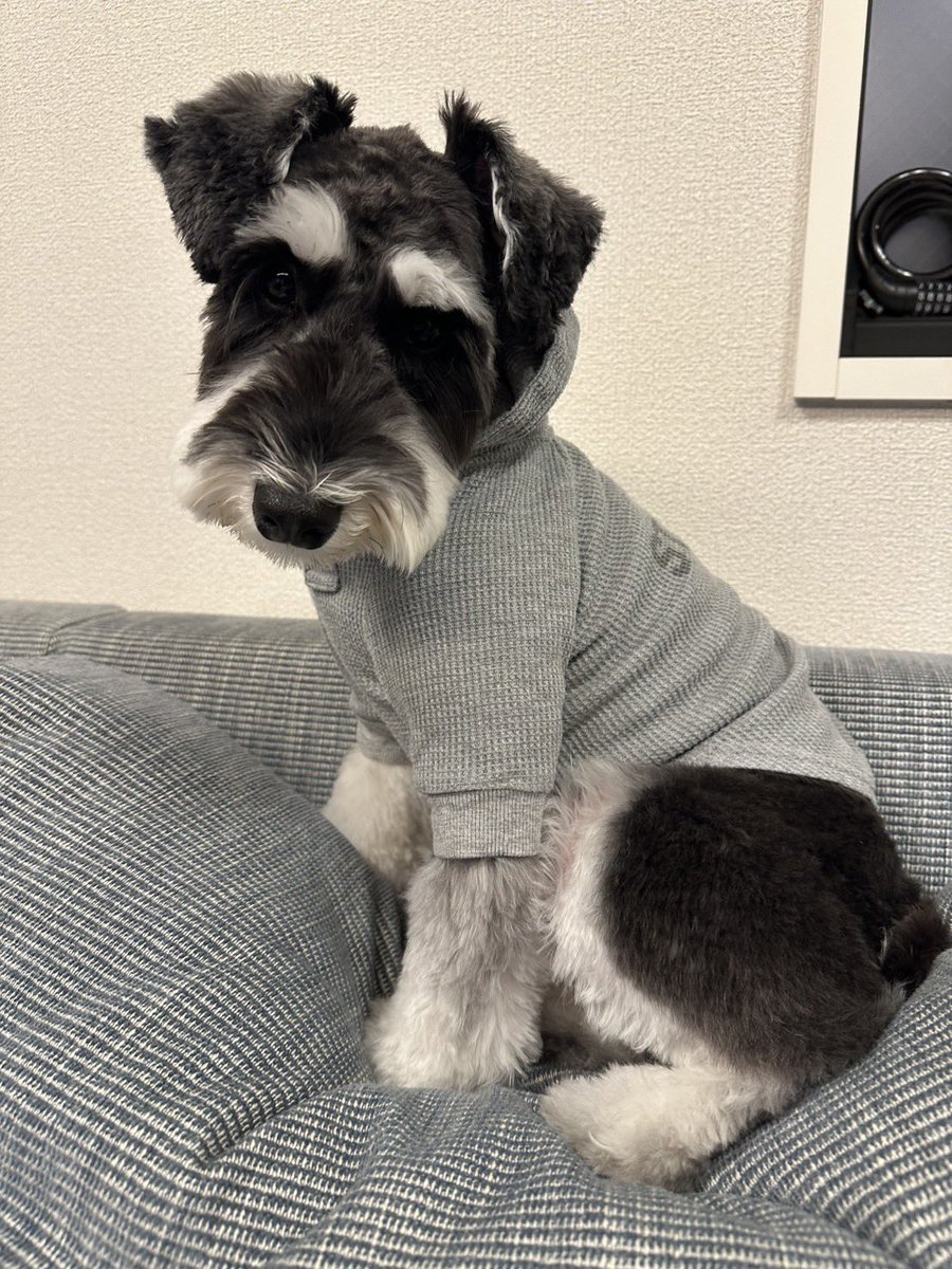 menchi_ms tweet media