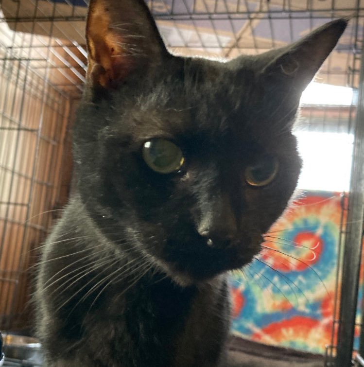 I’m sorry to push this again n I’m extremely grateful to all who have donated 😻 But Shiny goes the 26th for her dental 🦷 N I found a lump on Christmas’s chest (9% get mammary gland tumors even if spayed) 😳 So we need your help again 🥺🙏