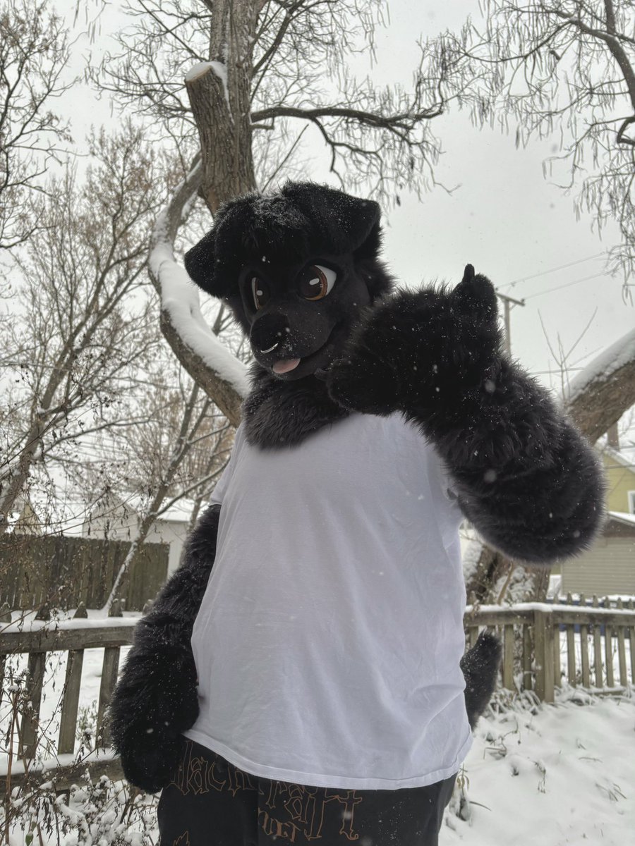 Did you know labs love the snow?