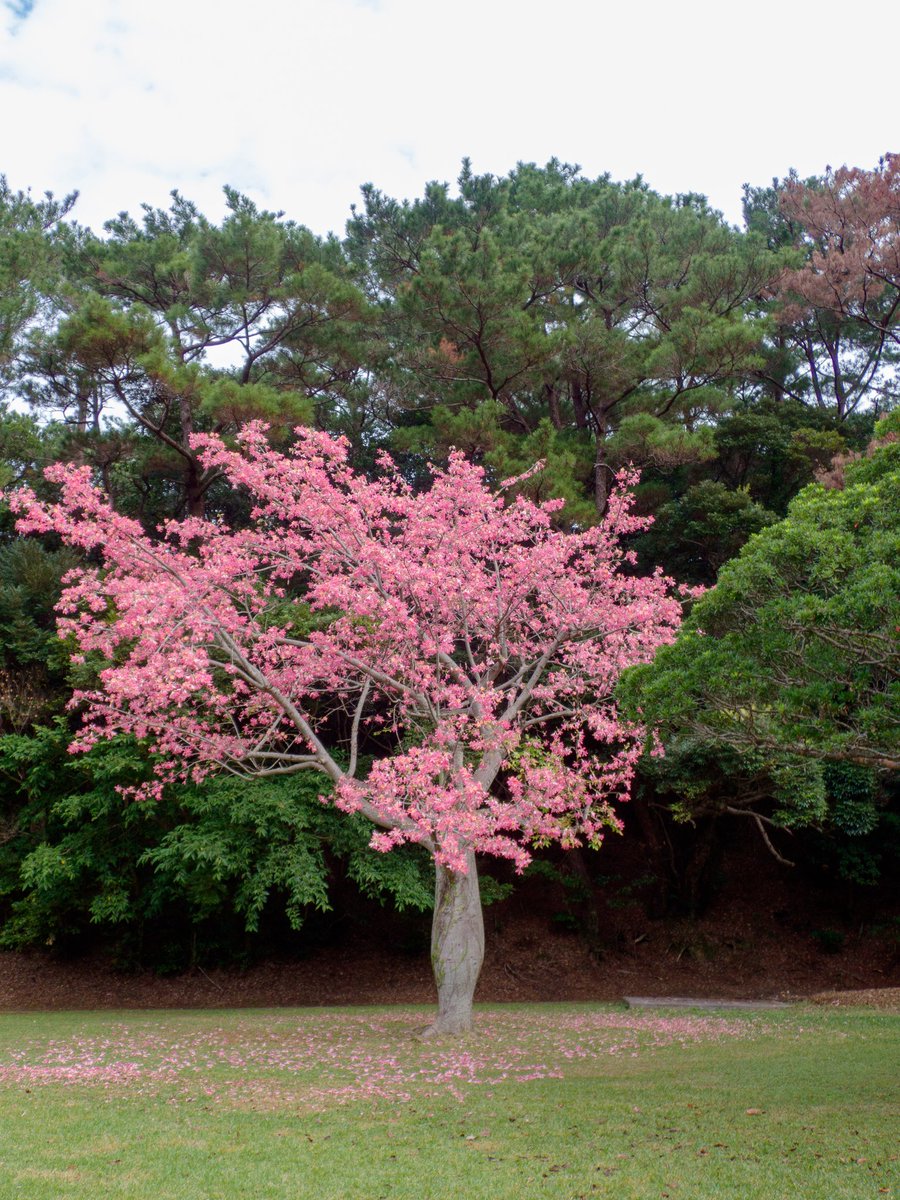 おはようございます( ・∇・) トックリキワタが満開。鮮やかなピンクが