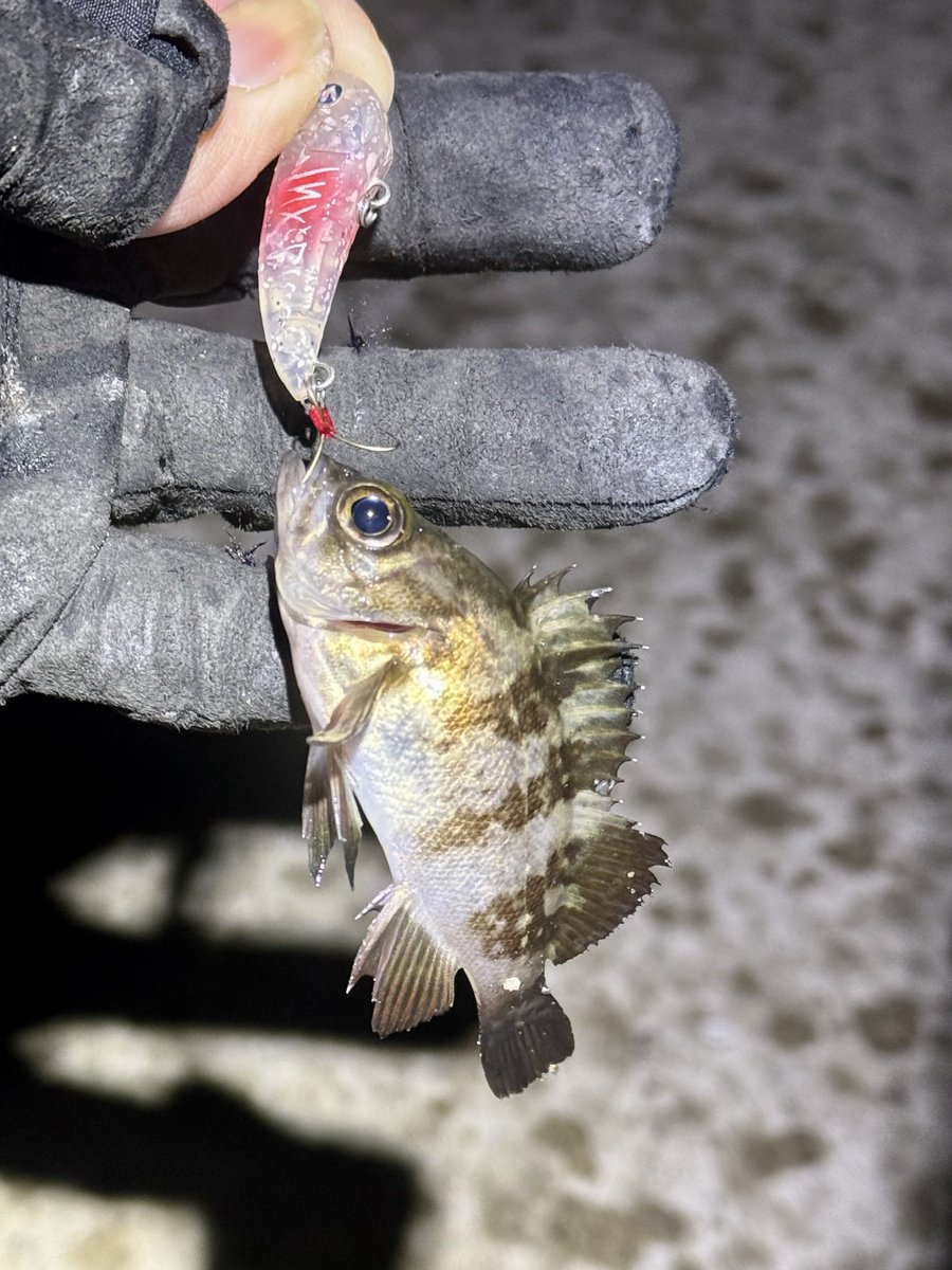 チキュー (@chikyu523) / Posts / X