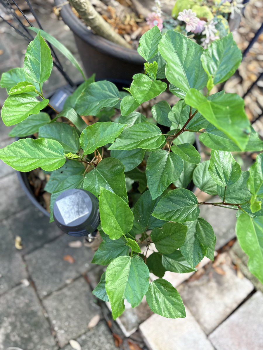 SweetBiddi2's tweet photo. @WeFeedTheSoil @DrJackKruse @Farmer31548981 I used this #TeaCo blend and my hibiscus has never looked more happy!!! #Bee beneficial 💖🫡⚡️ https://t.co/UWYrINq5eX