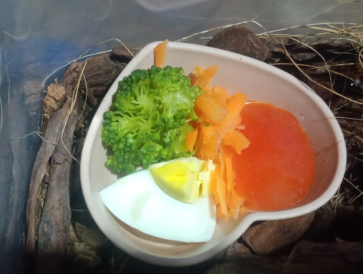 Lauhellween's tweet image. Cardápio de alimento das baratas adultas e foto bônus da primeira vez que consigo tirar foto das bebês dubias comendo ovo pela primeira vez! Eu ia colocar mais vegetais pros bebês, mas se animaram tanto a comer o ovo que tô com dó de espantar elas pra por outras coisas