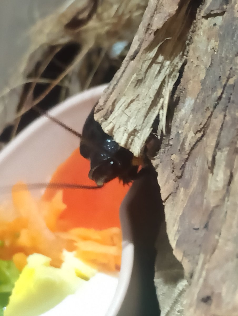 Lauhellween's tweet image. Cardápio de alimento das baratas adultas e foto bônus da primeira vez que consigo tirar foto das bebês dubias comendo ovo pela primeira vez! Eu ia colocar mais vegetais pros bebês, mas se animaram tanto a comer o ovo que tô com dó de espantar elas pra por outras coisas