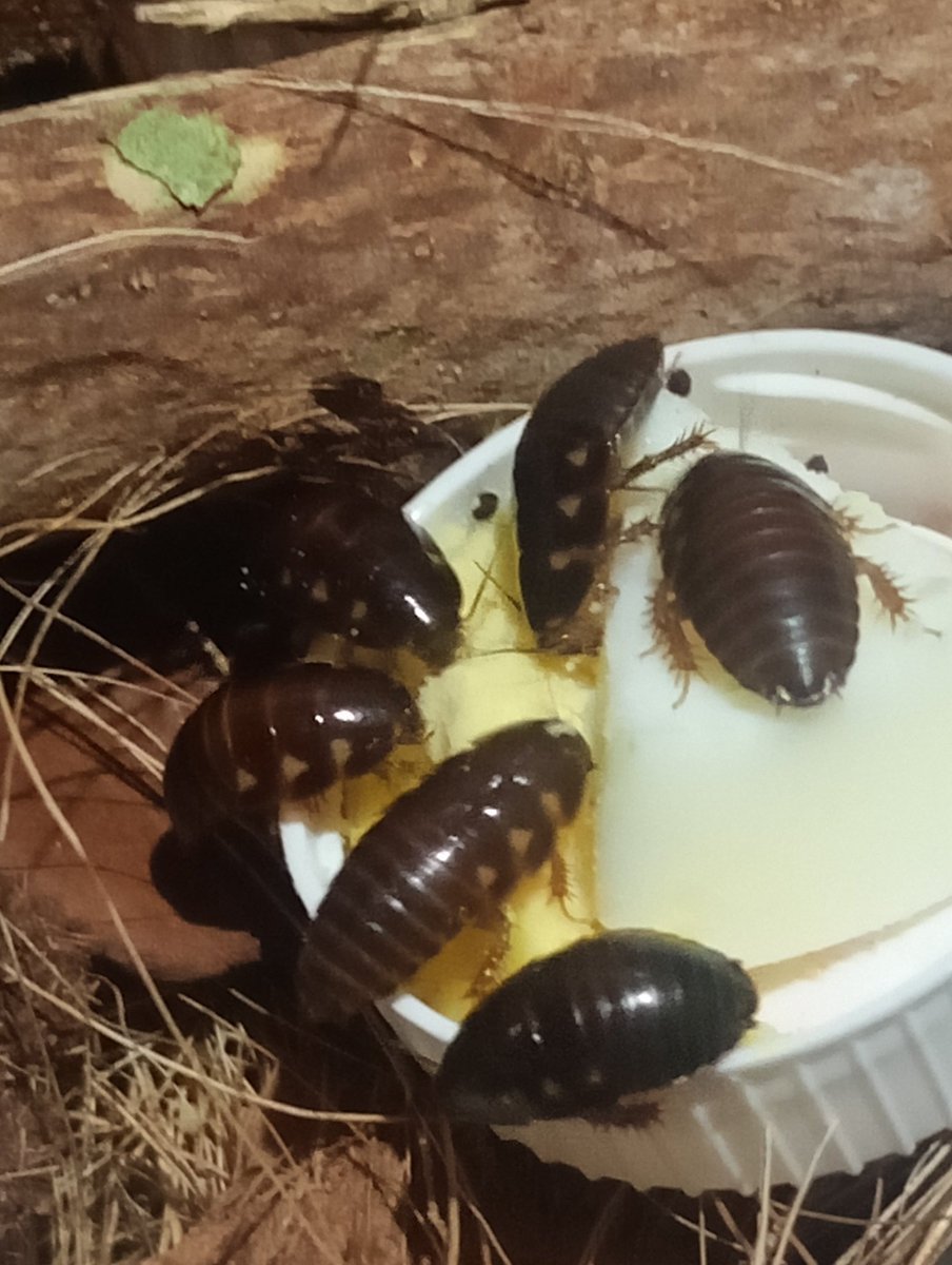 Lauhellween's tweet image. Cardápio de alimento das baratas adultas e foto bônus da primeira vez que consigo tirar foto das bebês dubias comendo ovo pela primeira vez! Eu ia colocar mais vegetais pros bebês, mas se animaram tanto a comer o ovo que tô com dó de espantar elas pra por outras coisas