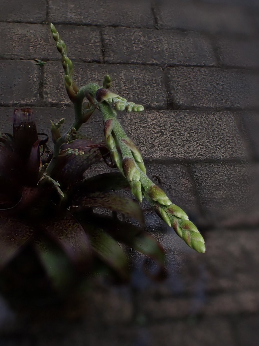 バイ穴 (@bahi_fp) on Twitter photo 