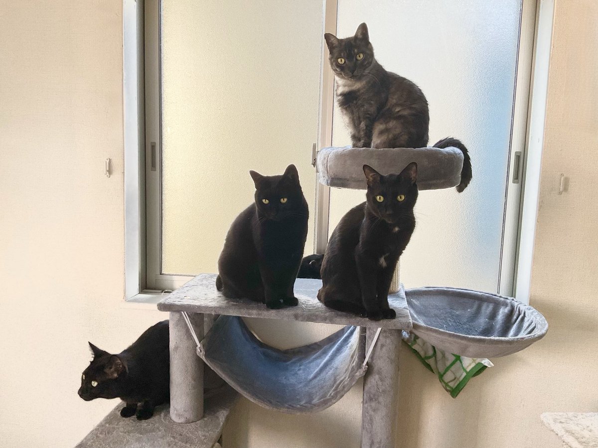 黒猫一家🐭 (@arca20220921) / Posts / X
