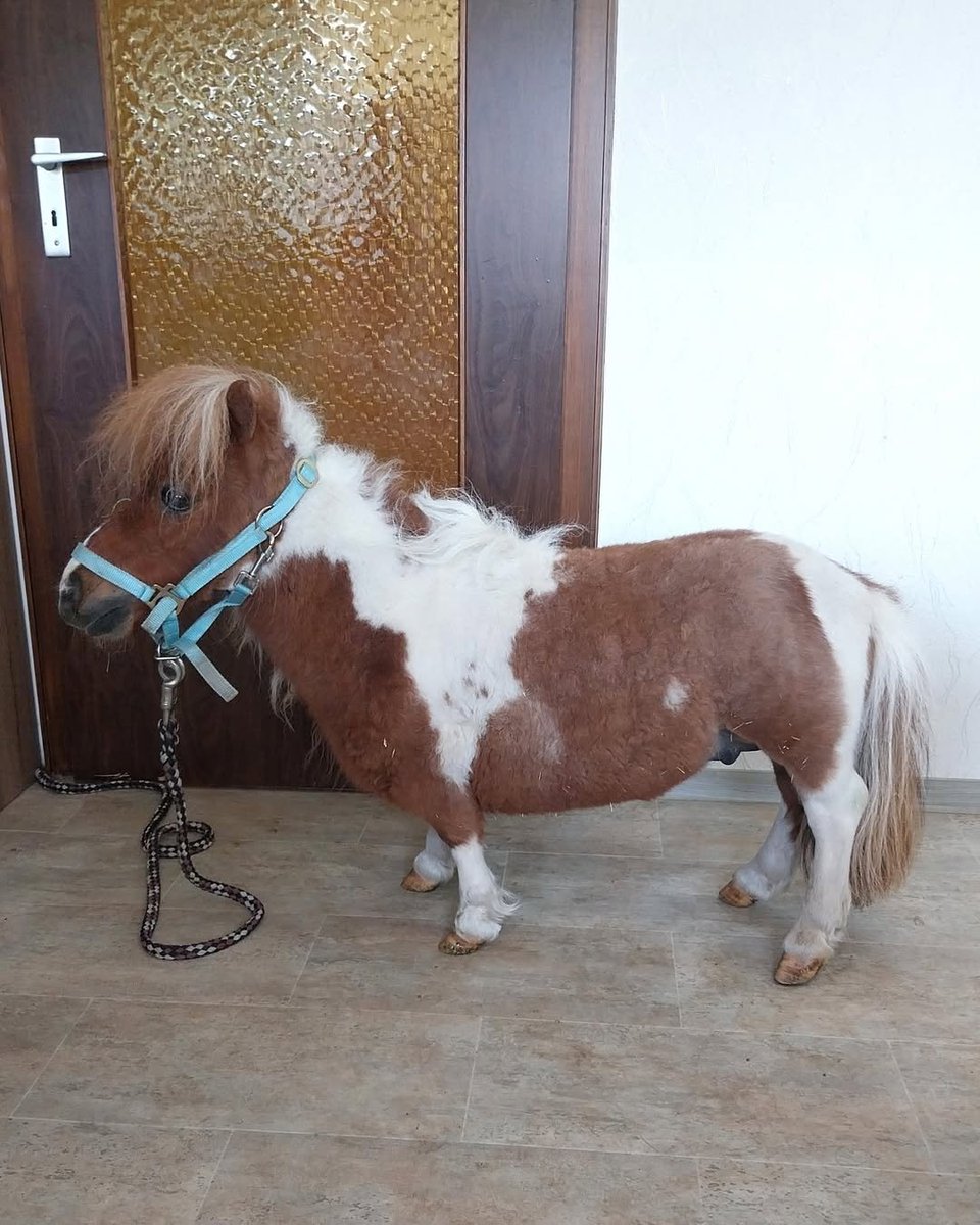 Cavalo de 56 cm entra para o Guinness como o mais baixo do mundo.