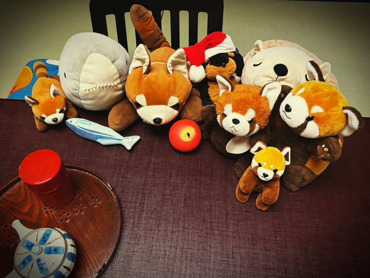 北陸レッサーパンダ出逢い旅です😸
温泉旅館でまったり😽