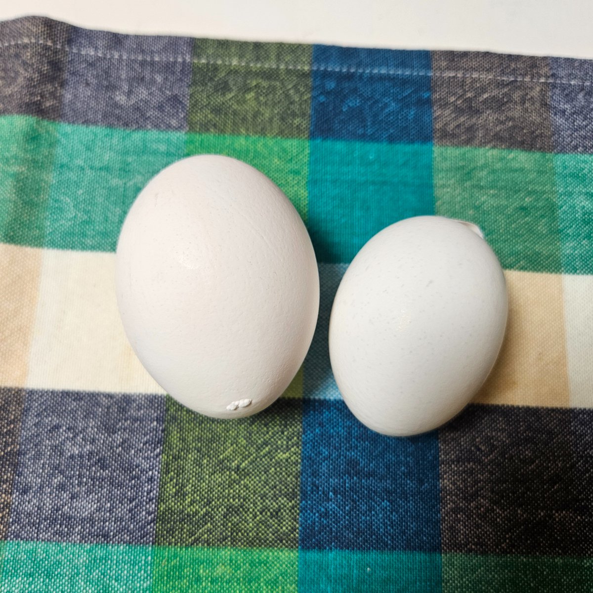 たまごちゃん様一個 たまごちゃんも 多様化の時代ですね〜！！ こんなに 大きさ違うの