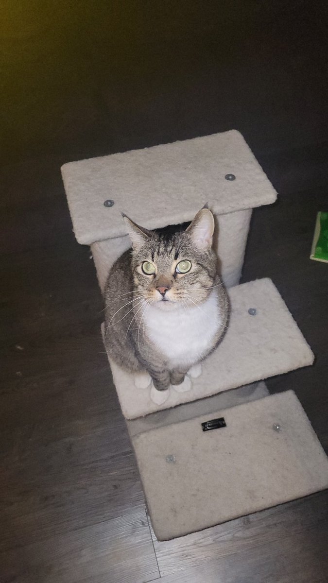 Purrmarrion's tweet photo. @NICKIMINAJ MEOW (I want one thing: subscribers) 😺

https://t.co/cSLOFfE0Y8 https://t.co/QYZdhvL2bp