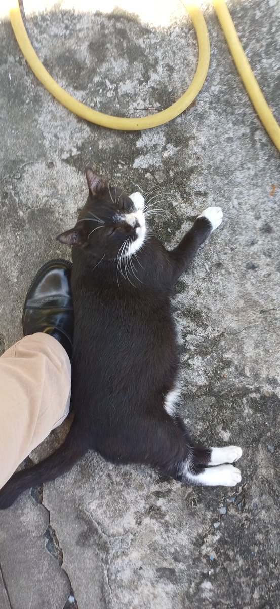 Mr Blackie, our resident tuxedo.