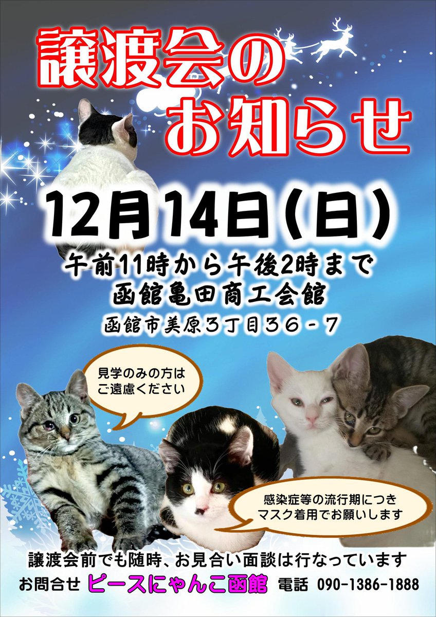 確認ページ♡にゃんことわんこ 7/12.13（土.日） 12日 12時〜18時 13日 11時〜17時 わんこのフェス