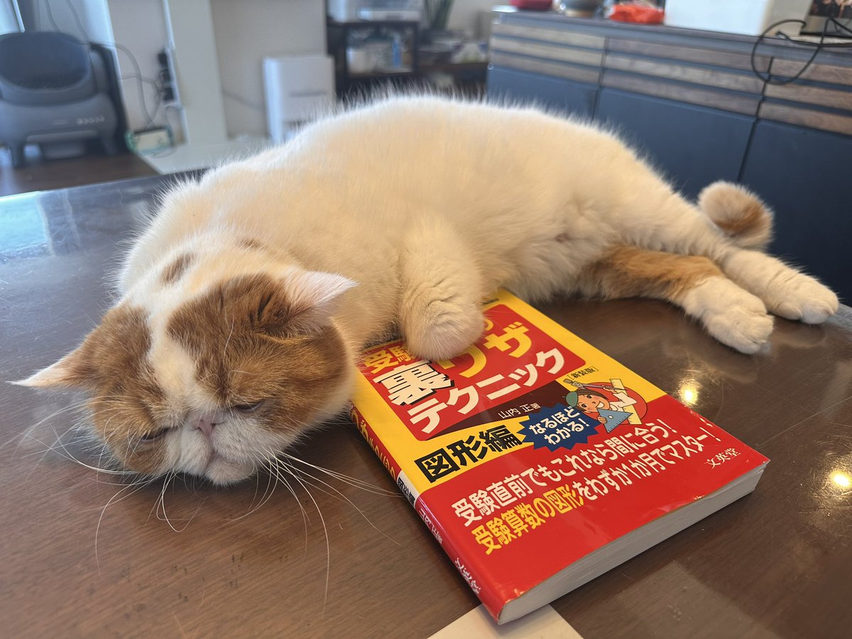 エキゾのきなこさん。 (@miikomaple) / Posts / X