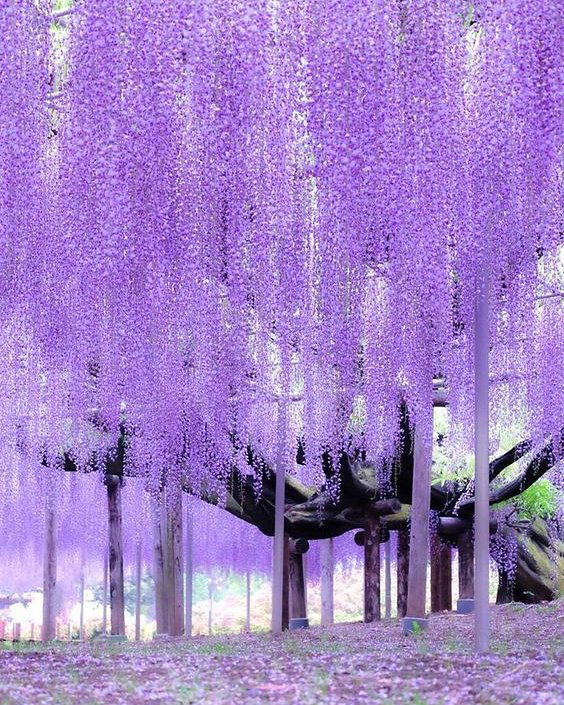 XUlutu's tweet image. 少し疲れたかもから散歩してくる🚶して気分変えよ 💪 💐