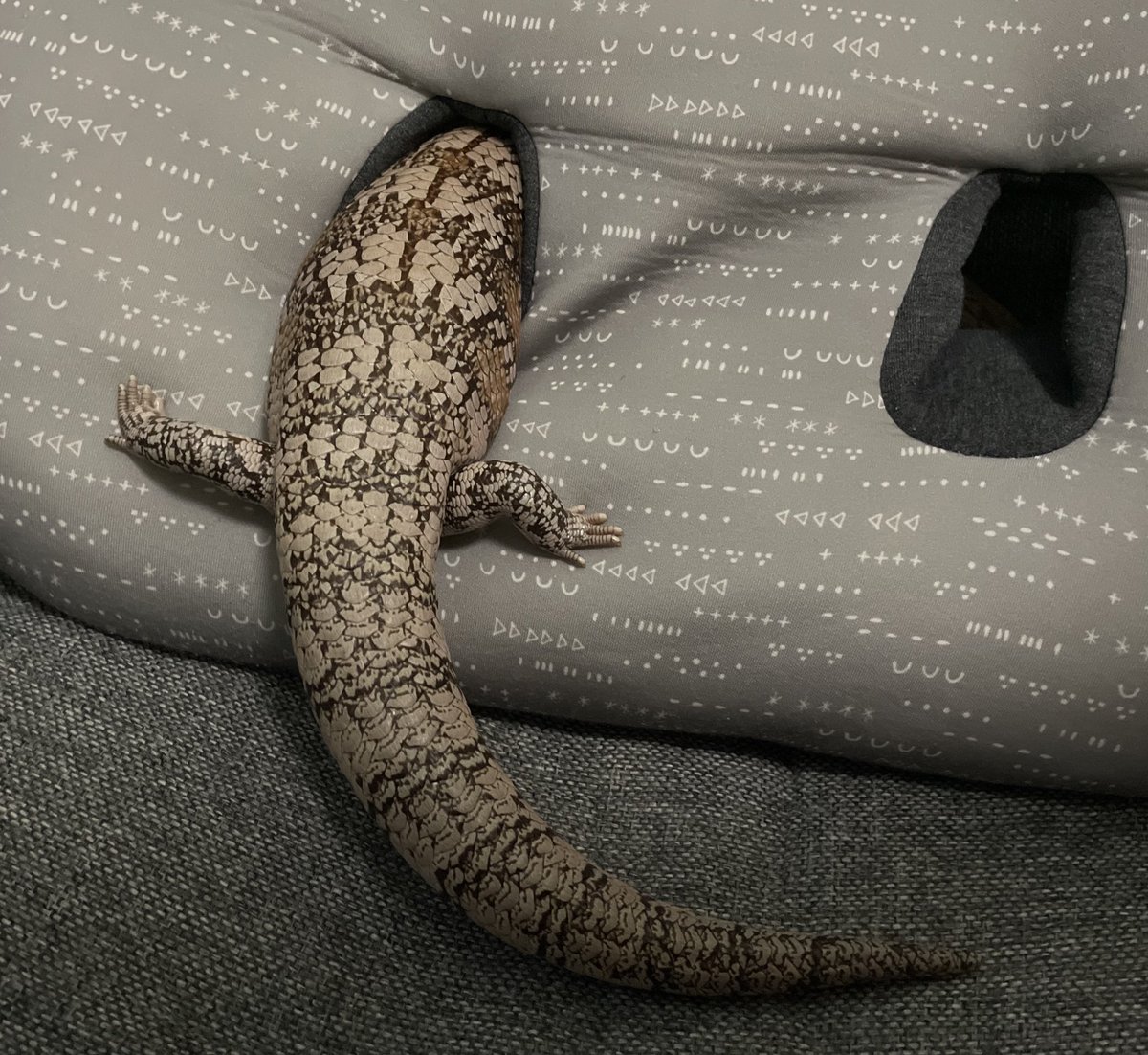 hachu_doughnut's tweet photo. 🦎 https://t.co/O03AfFYpEM
