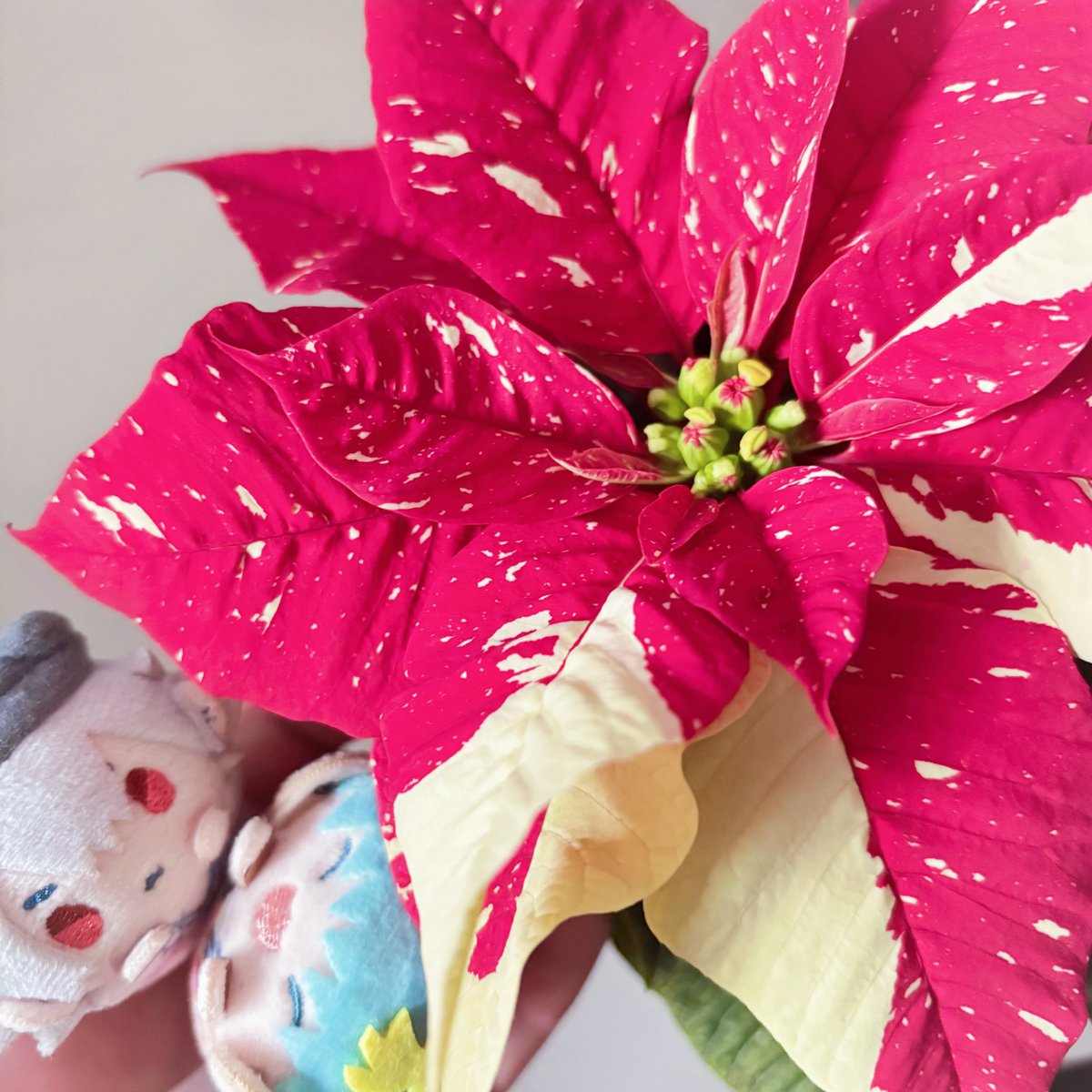 モニモニーン！☀️ 今年ふたつめのポインセチア！かわいいね🥰