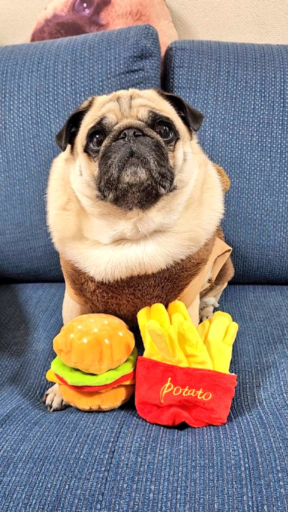 パグちゃん♪welcome Kumya's Harvest Festival JSK II by Baby, the Stars Shine Bright