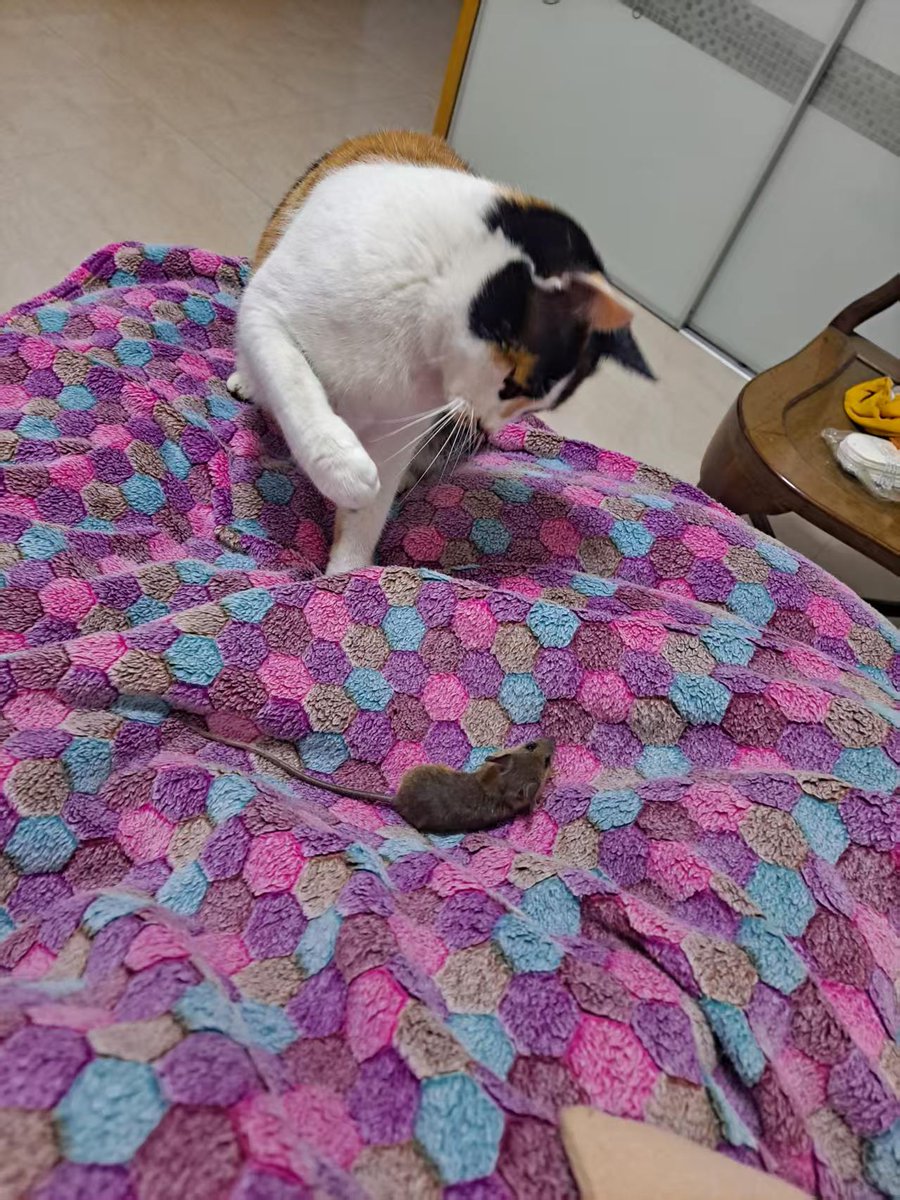 billximangmail.com tweet media