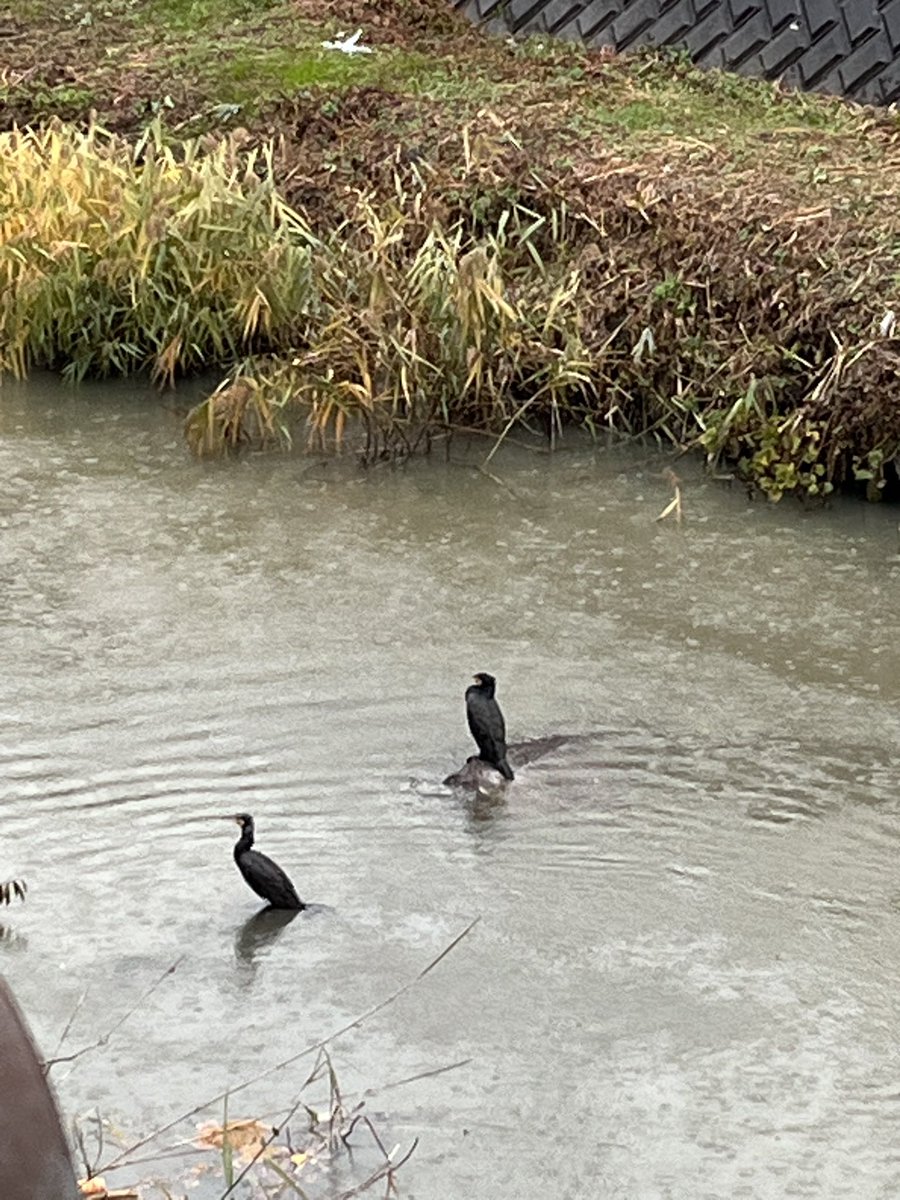 うさこ (@usaco725) / Posts / X