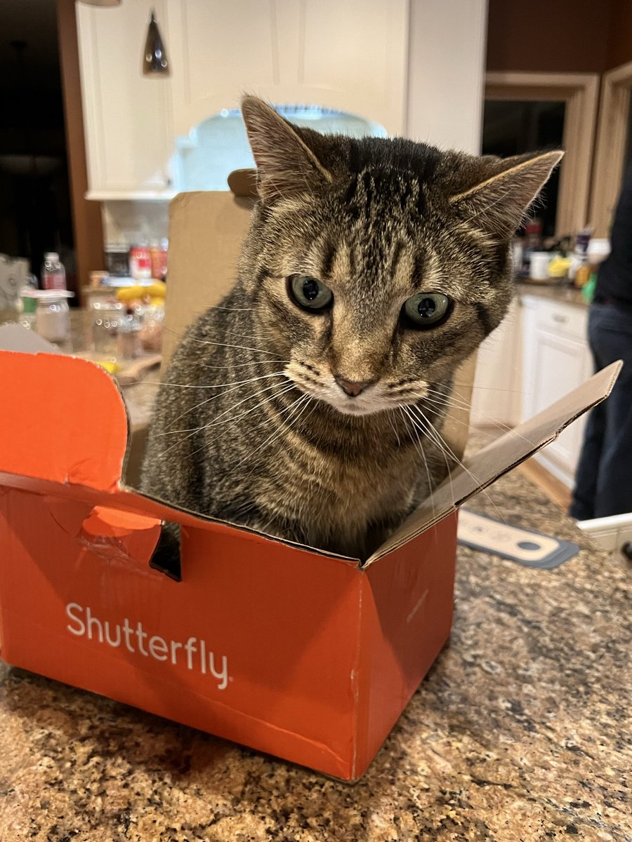 cjcaspers's tweet photo. @Shutterfly even Watson loves an orange box! https://t.co/cUNOZhII2h