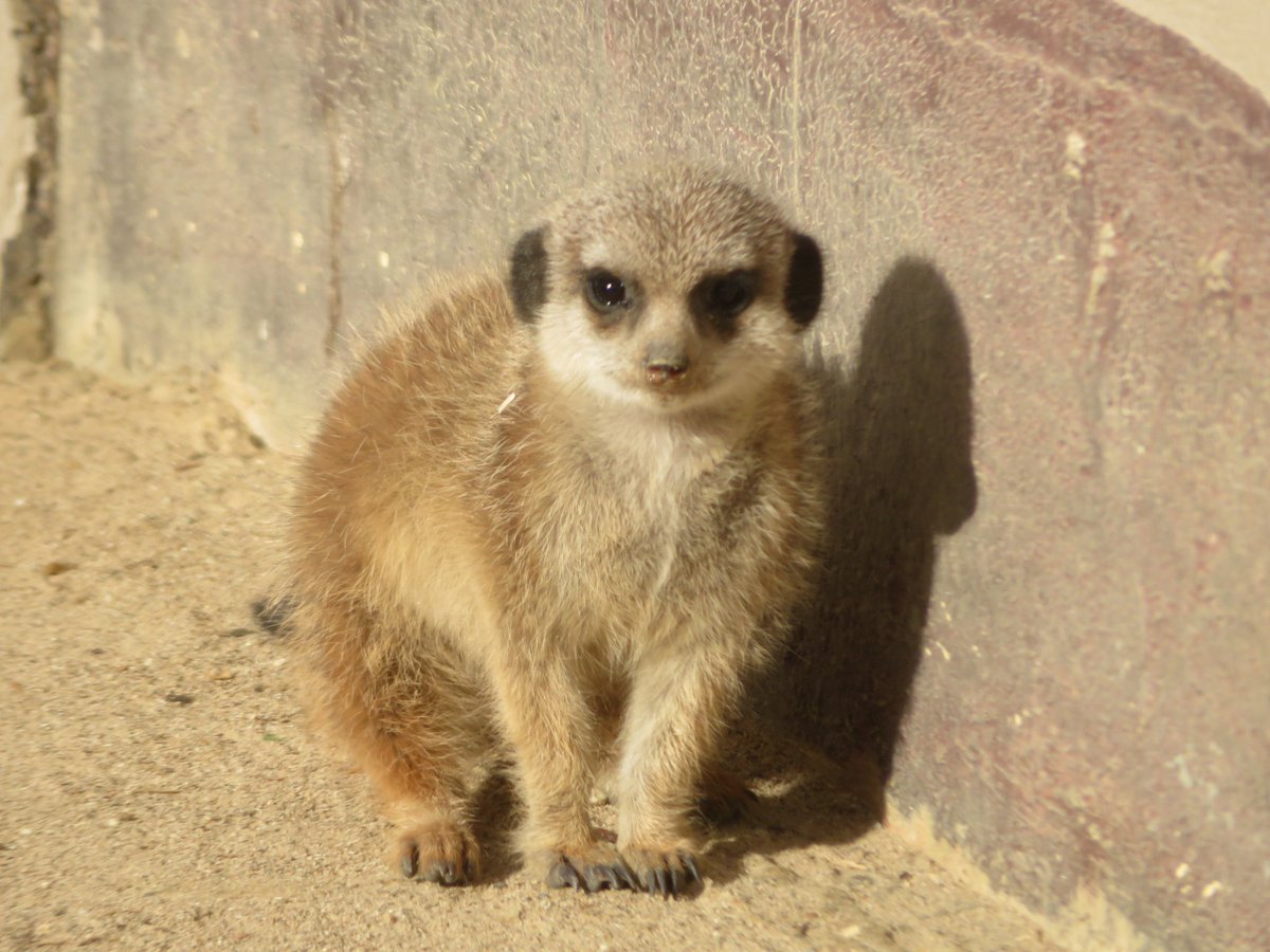 ミーアキャット