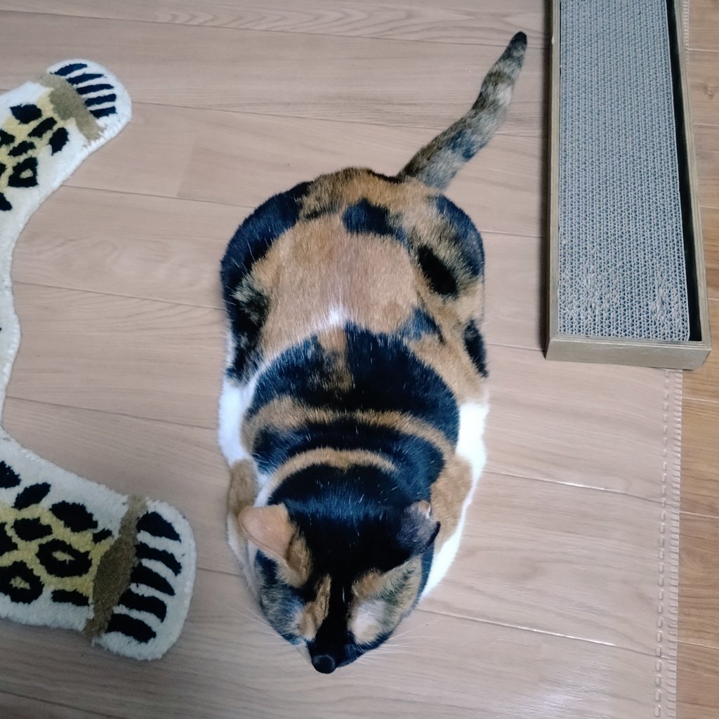 第三形態、ツチノコ🐍 巳年もあと少しですね。 #三毛猫 第三形態、ツチノコ🐍 巳年もあと少しですね。 #三毛猫