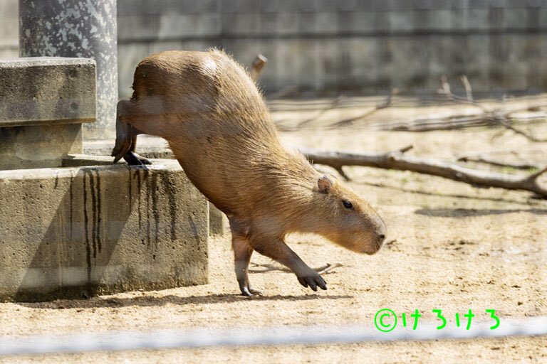 けろけろ (@capyanimal) / Posts / X