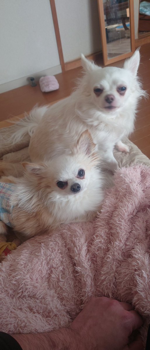 恐怖！！毒毒チワワ (@Jacket22112136) on X