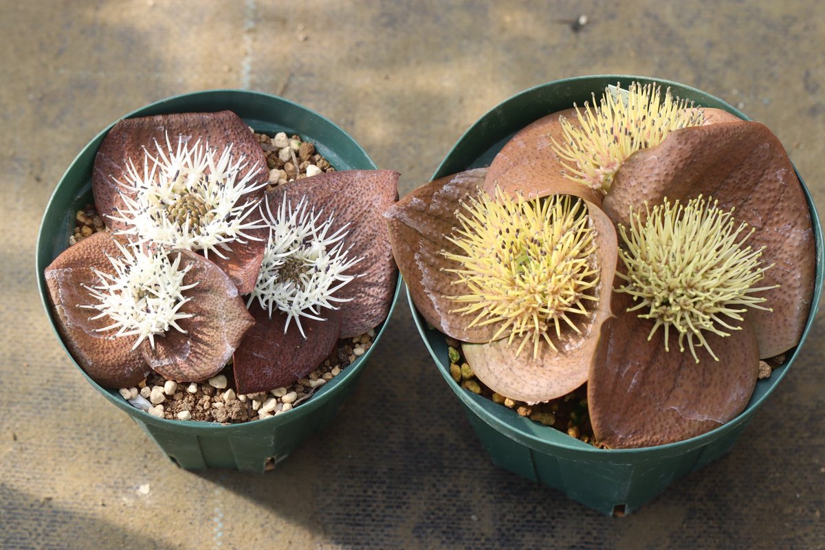 ohgi_nursery (@OhgiNursery) / Posts / X