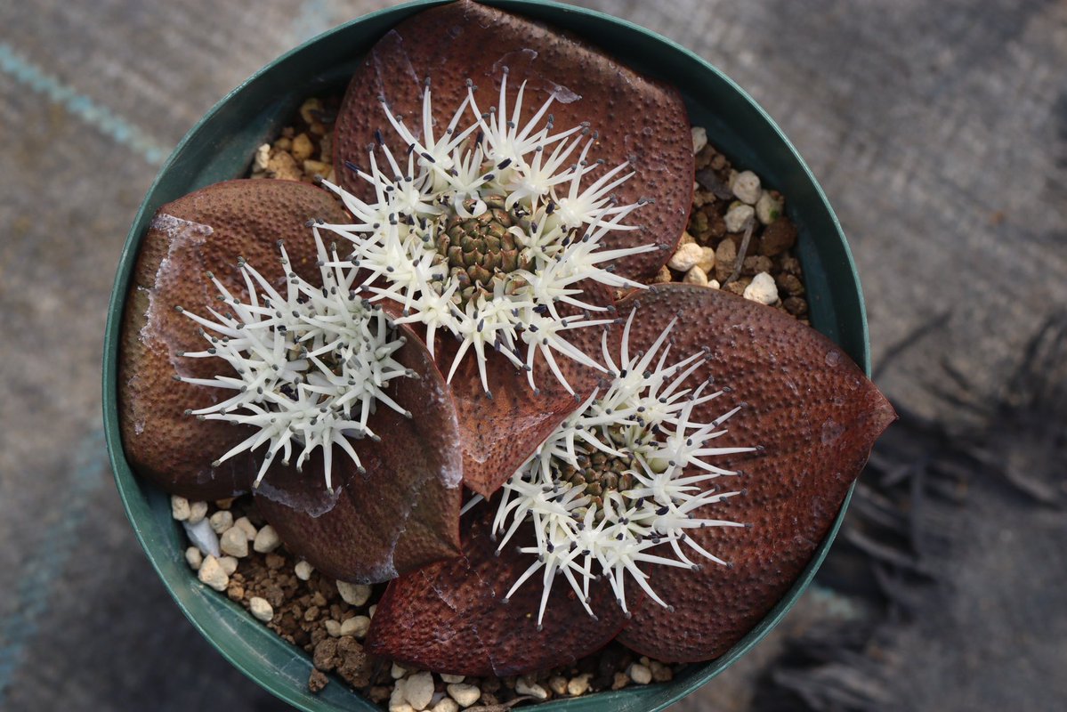 ohgi_nursery (@OhgiNursery) / Posts / X