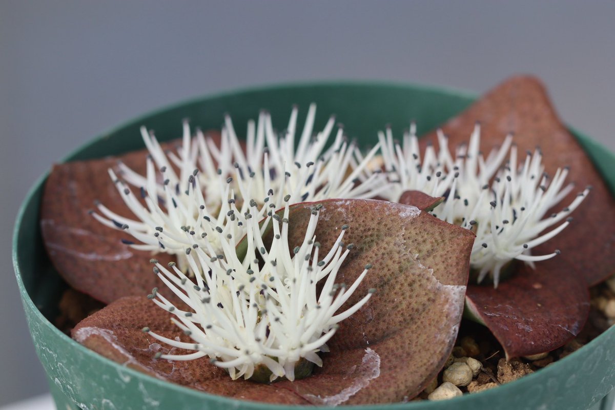 大木ナーサリー　ノスタルジアdd6号充実株！ 大木ナーサリー ノスタルジアdd6号充実株！